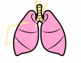 Pulmones