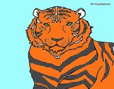 Tigre 3