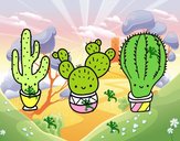 3 mini cactus