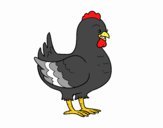 Gallina de una granja