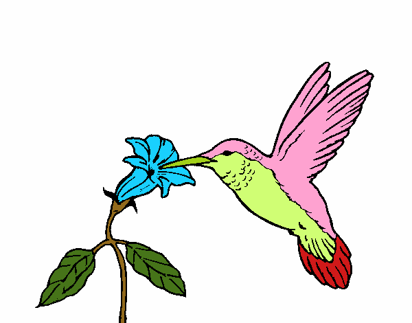 Colibrí y una flor