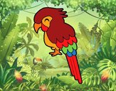 Guacamayo