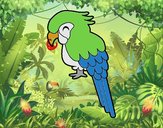 Guacamayo