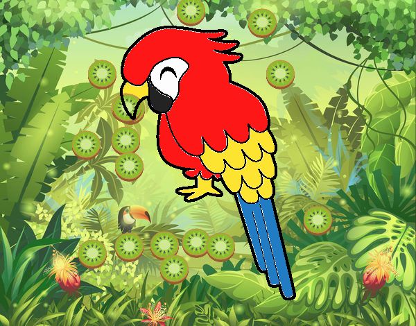 Guacamayo