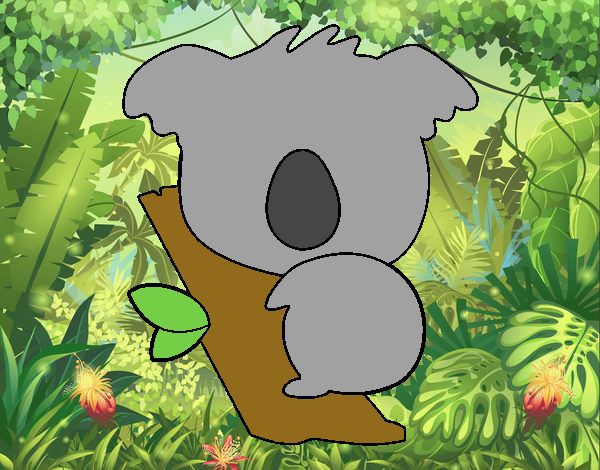 Koala bebé