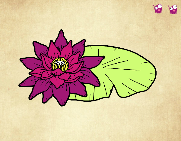 Una flor de loto