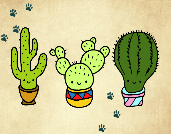 3 mini cactus