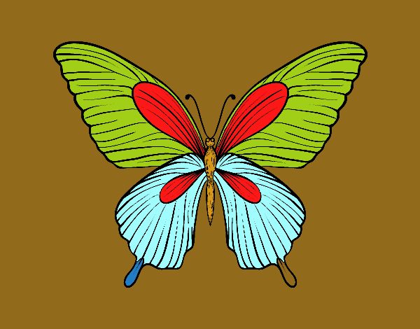 Mariposa tropical