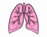 Pulmones y bronquios