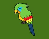 Guacamayo