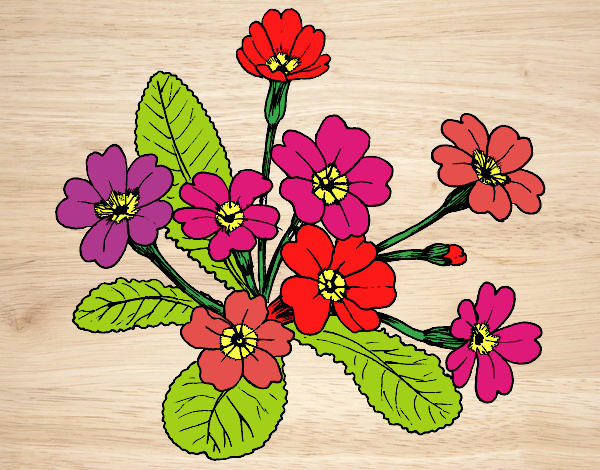 Dibujo Primula pintado por mendz