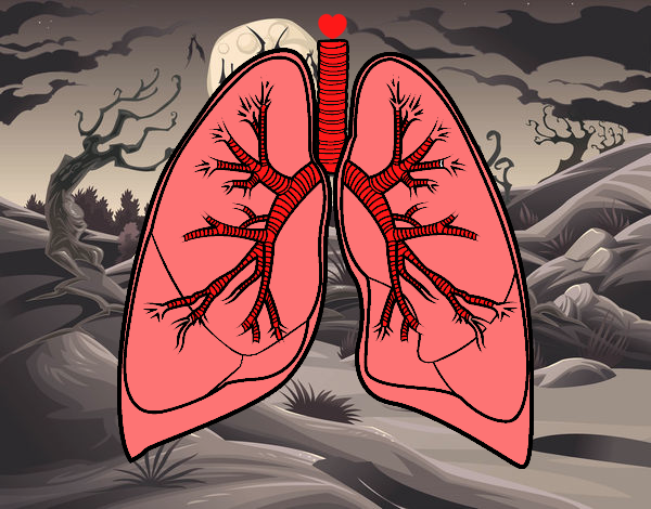 Pulmones y bronquios