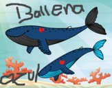 Ballenas