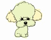 Cachorro de poodle