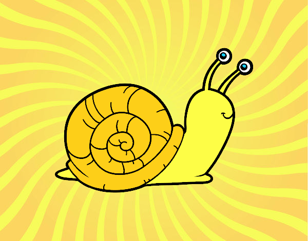 caracol cenicienta 