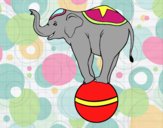 Elefante equilibrista