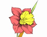 Flor de narciso