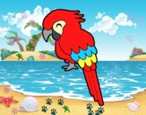 Guacamayo