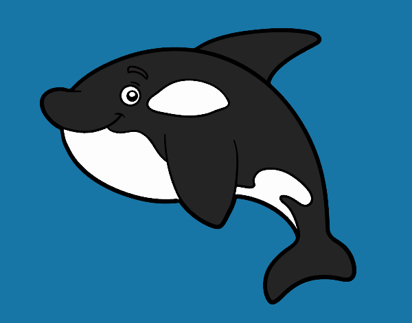 Orca joven