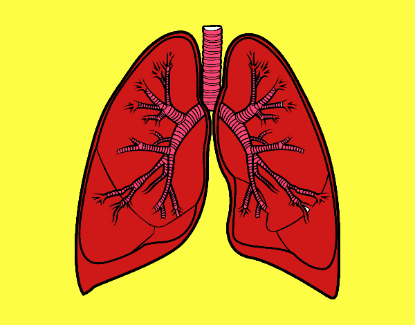 Pulmones y bronquios