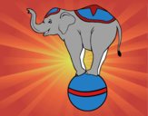 Elefante equilibrista