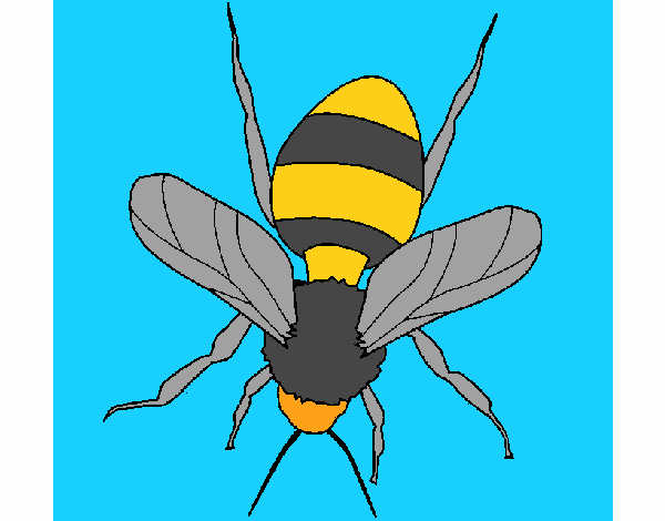 Abeja 1