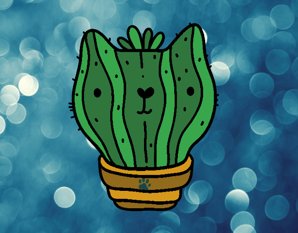 cactus de gato