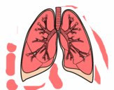 Pulmones y bronquios