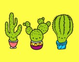 3 mini cactus