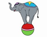 Elefante equilibrista