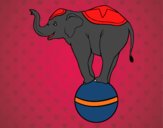 Elefante equilibrista