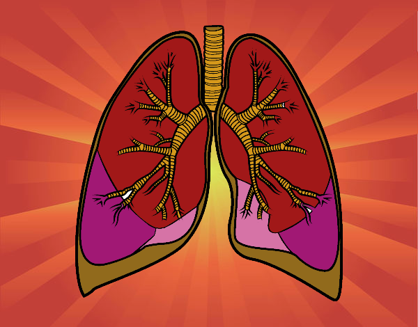 Pulmones y bronquios