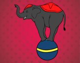 Elefante equilibrista