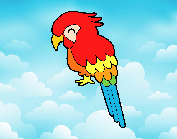 Guacamayo