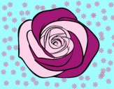 Flor de rosa