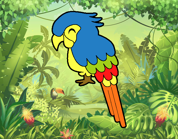 Guacamayo