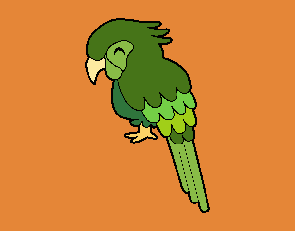 Guacamayo