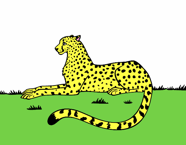 guepard