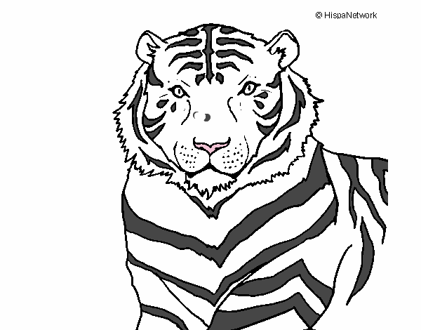 tiger