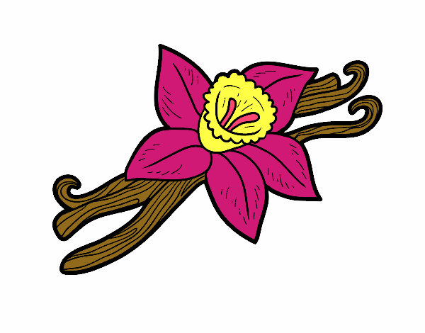 flor de canela