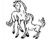 Caballos