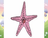 Estrella de mar