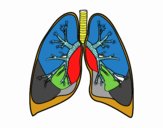 Pulmones y bronquios