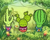 3 mini cactus