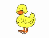 Patito de granja