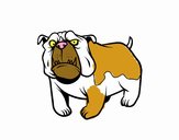 Perro bulldog inglés