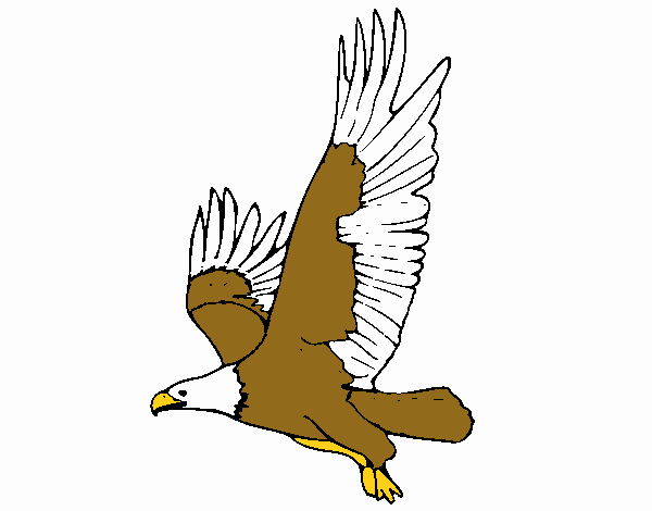 Dibujo de Águila volando pintado por en  el día 28-04-18 a las  16:13:50. Imprime, pinta o colorea tus propios dibujos!