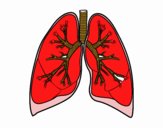 Pulmones y bronquios