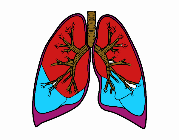 Dibujo De Pulmones Y Bronquios Pintado Por En Dibujos Net El D A A Las