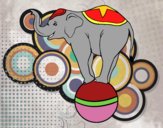 Elefante equilibrista